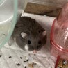 臆病なジャンガリアンハムスター　オス サムネイル3