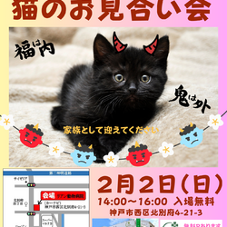 ゆったりほっこりする猫のお見合い会