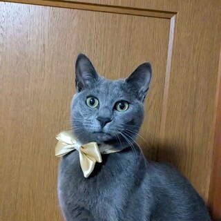 三姉妹のお世話係♡リリンちゃん