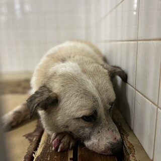 殺処分対象❗️収容期限2/4迄❗️延長なし