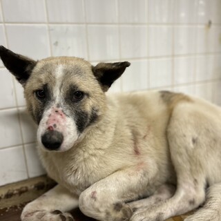 殺処分対象❗️収容期限2/4迄❗️延長なし