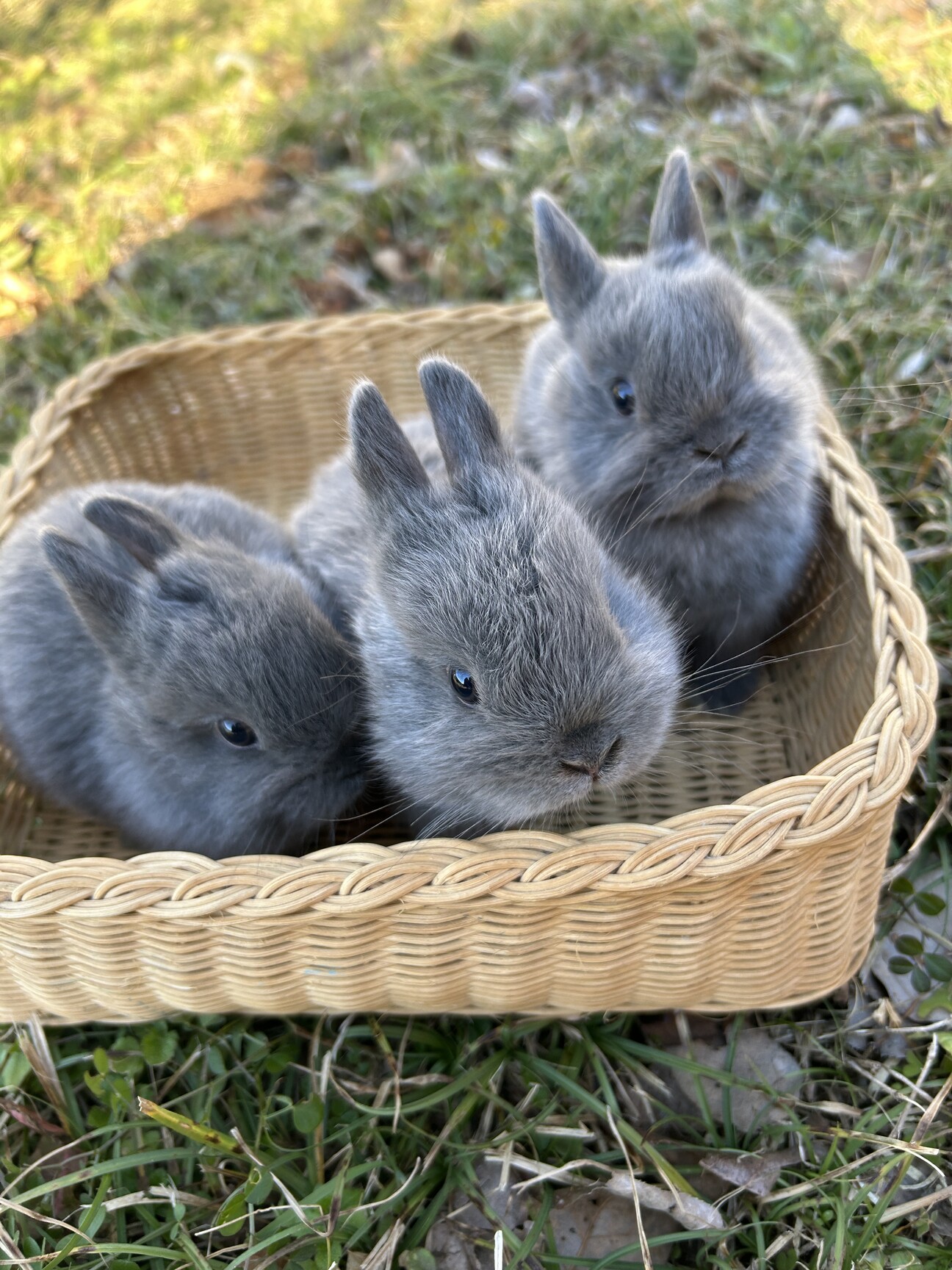 国内有名作家様　小さな子ウサギちゃん　新オーナー様募集 国内有名作家様 小さな子ウサギちゃん 新オーナー様募集