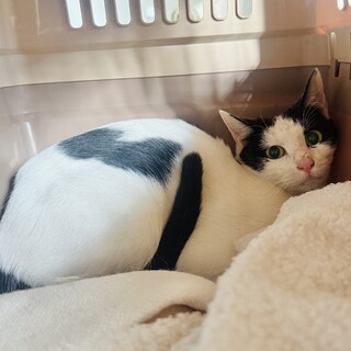 【助けて！】山で暮らす野良猫さんの里親を探してます