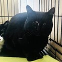 【助けて！】山で暮らす野良猫さんの里親を探してます