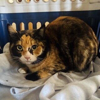 【助けて！】保護した野良猫さんの里親を探しています