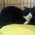 【助けて！】山で暮らす野良猫さんの里親を探してます