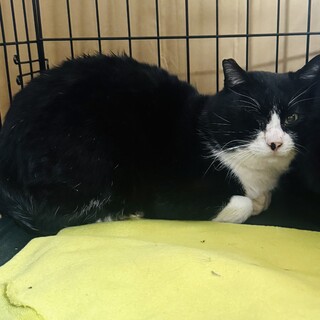 【助けて！】山で暮らす野良猫さんの里親を探してます