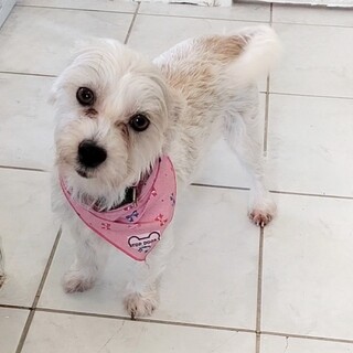 マルチーズ✕ジャックラッセルテリアの女の子