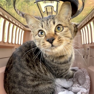 【1/26芝浦】人間べったり抱っこOKな甘えん坊