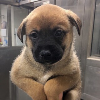 【相談中】保健所生まれの　うみくん　2ヶ月