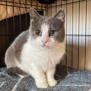 丸顔のグレーのハチワレ♡こはるちゃん１歳