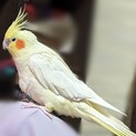 オカメインコ♀ルチノー