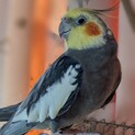 オカメインコ♂ノーマル