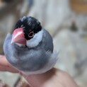 文鳥♀10ヶ月