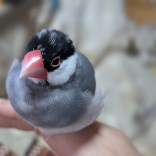 文鳥♀10ヶ月