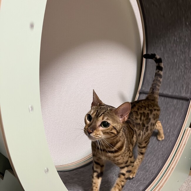 やぎはちのカバー写真