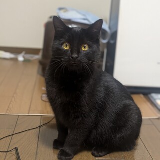 甘えん坊のクロくん　