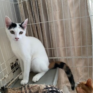 可愛い白三毛うのちゃん避妊手術済み