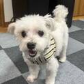 お散歩好きで好奇心旺盛なマルチーズの男の子！