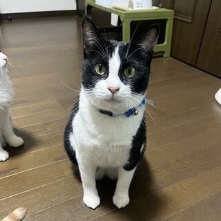 お顔も性格も可愛い男の子です！