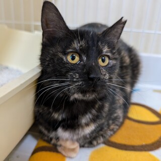 今週末リリース！5カ月のゴロスリの子女の子です