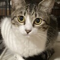 人馴れ修行中のリン
