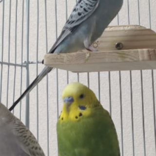 ペアになります