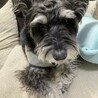 ミニチュアシュナウザー　女の子募集　 サムネイル3