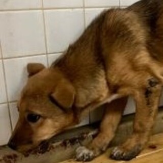 緊急！生後3ヶ月位の可愛い子犬　2月6日朝迄