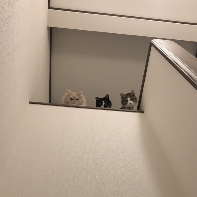 ねこいんこのカバー写真