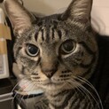 7㎏近いボディ　クーニー