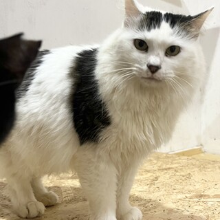 コミュ力高！もふもふイケメンボーイ！