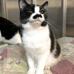 猫の里親会 サムネイル2