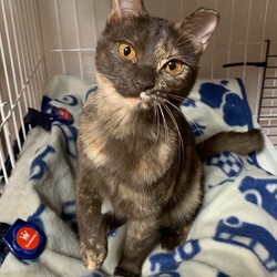 猫の里親会 サムネイル3