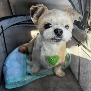 チワマル男の子8歳