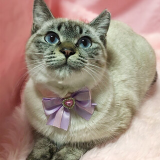 宝石のような青い瞳♪丸顔のシャムトラ『らぁら』