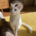 白猫だけど、あおです