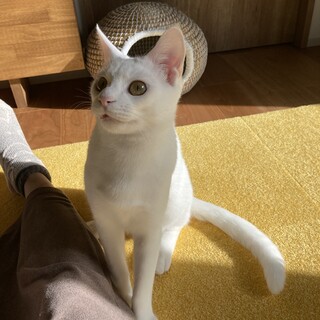 白猫だけど、あおです
