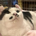 2日譲渡会:雪だるま体型★デカ猫どんこ君