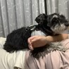 ミニチュアシュナウザー　女の子募集　 サムネイル7