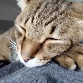 雑種で天真爛漫な男の子です！