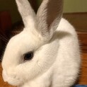 ウサギ　女の子　1歳