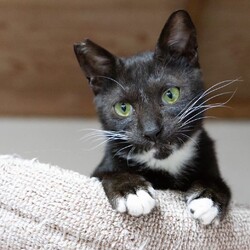 わんにゃん譲渡会