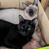預かりさん宅在住のパセリ♀(シャム)とセロリ♀(黒)姉妹です