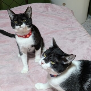 アヤちゃん、ヨウちゃん姉妹