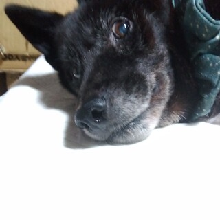 ヒダリーくん　介護ケア要です