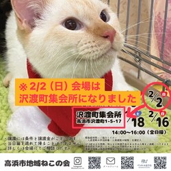 保護猫譲渡会@高浜市