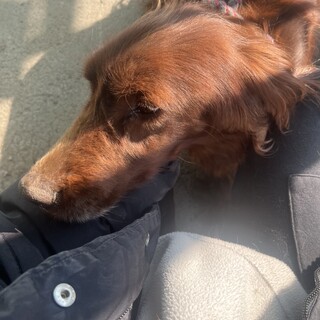 アイリッシュセッター！