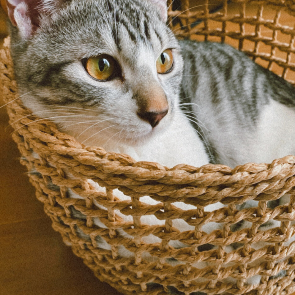 イオのカバー写真