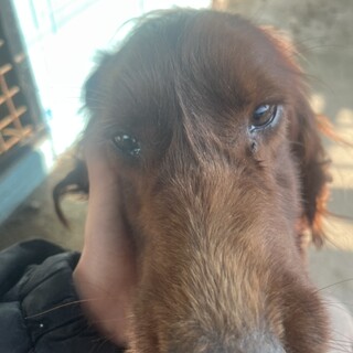 アイリッシュセッターちゃん